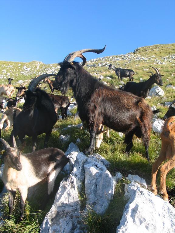 Tourist Farm Zvanc Kobarid Exteriér fotografie