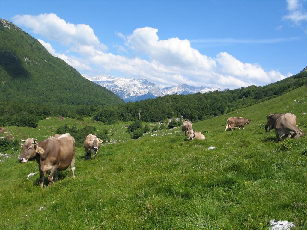 Tourist Farm Zvanc Kobarid Exteriér fotografie